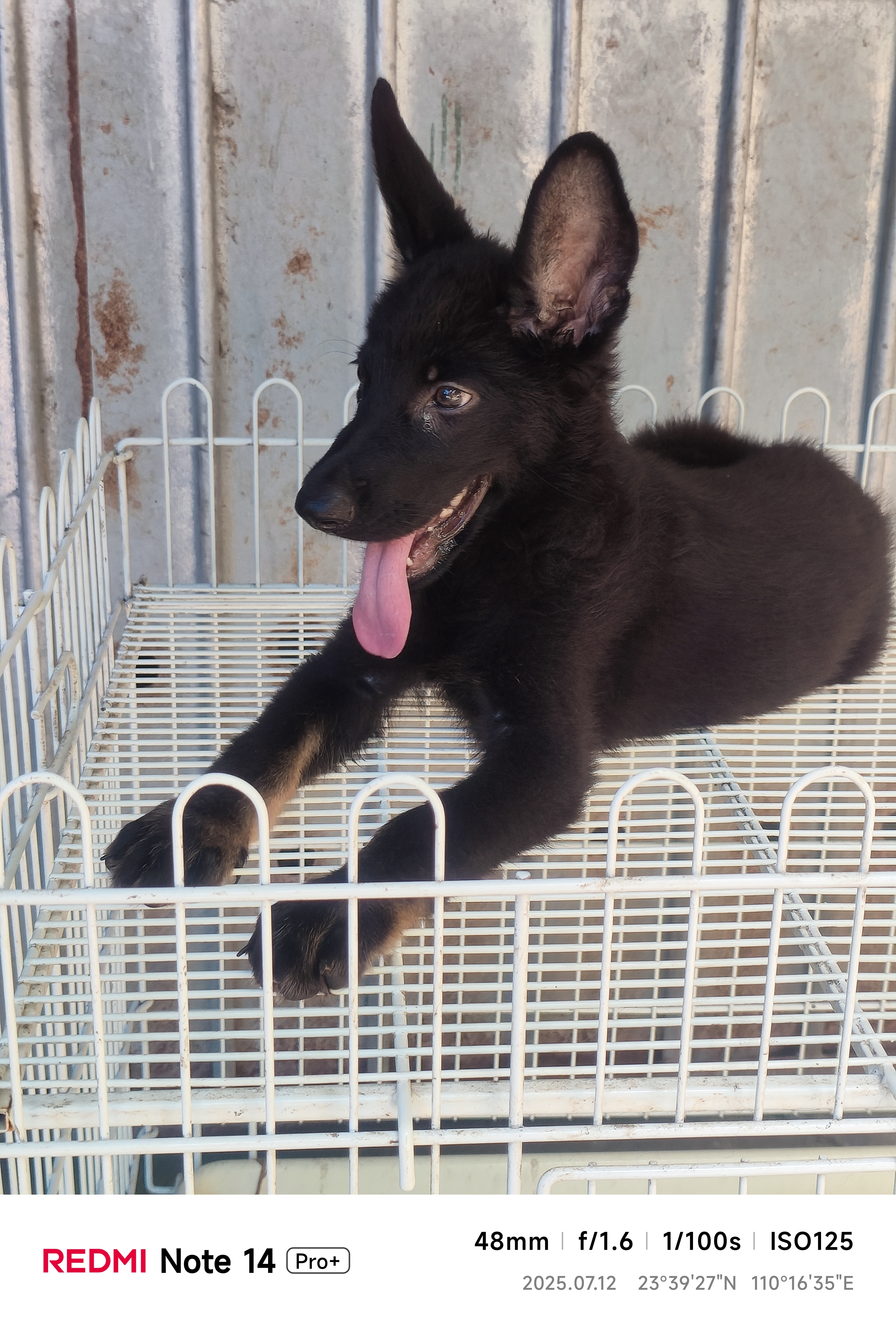 东德牧羊犬